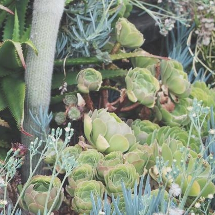 Succulent Sighting: Old Town